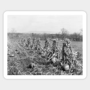 Harvest Season, 1906. Vintage Photo Sticker